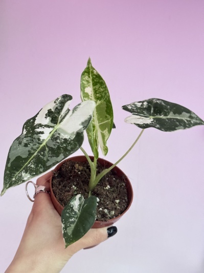 Alocasia micholitziana Frydek Variegata - Img 2