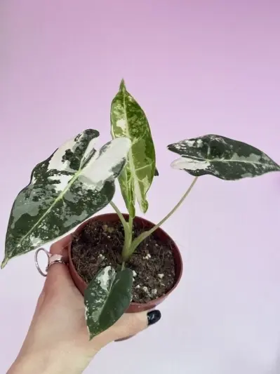 Alocasia micholitziana Frydek Variegata - Img 2