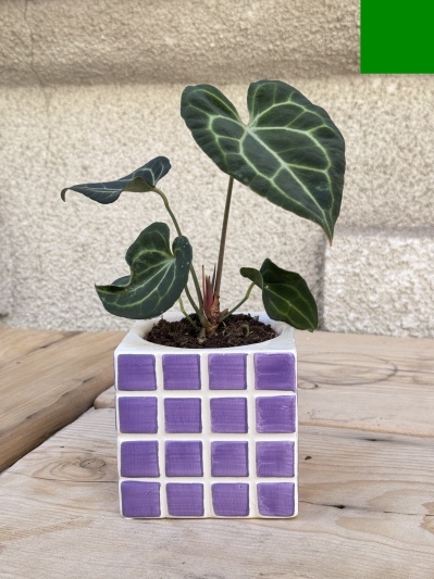 Anthurium Clarinervium - Img 4