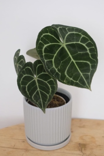 Anthurium Clarinervium - Img 5