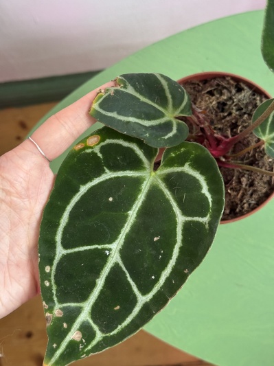 Anthurium Crystallinum - Img 2