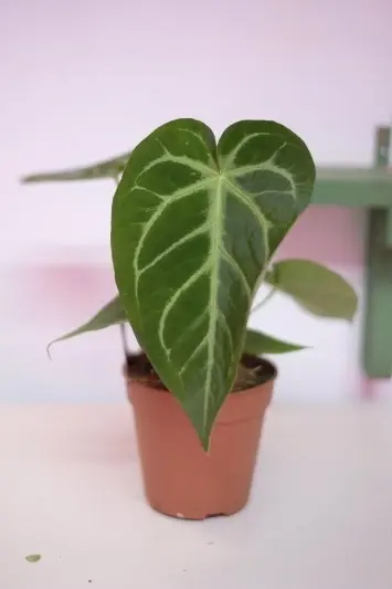 Anthurium C.