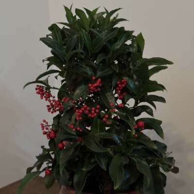 Ardisia Crenata - Img 7