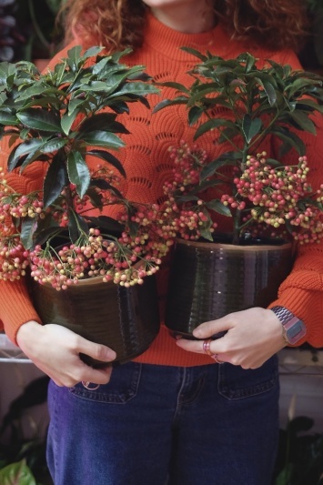 Ardisia Crenata - Img 2