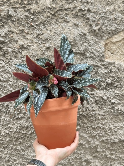 Begonia Maculata - Img 2