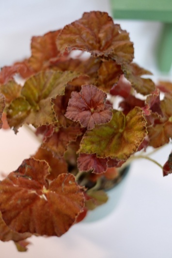 Begonia Rex Amber Love - Img 4