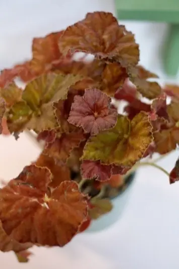 Begonia Rex Amber Love - Img 4