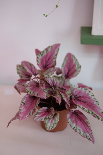 Begonia Rex Pink Summer - Img 5