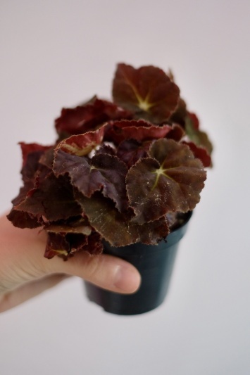 Begonia Rex