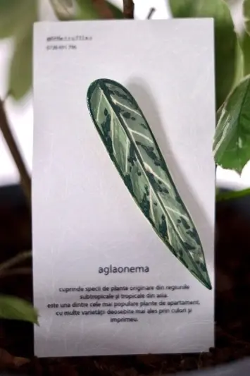 Broșă Aglaonema - Img 2