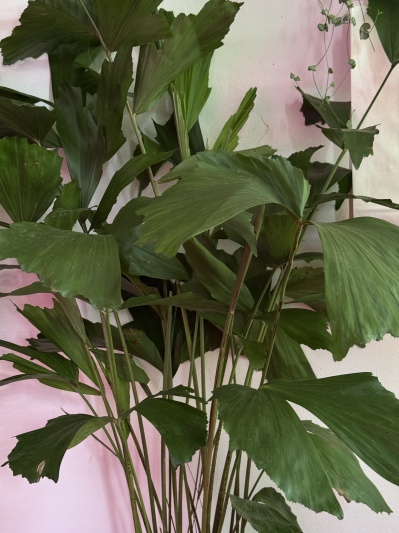 Caryota minis - Img 2