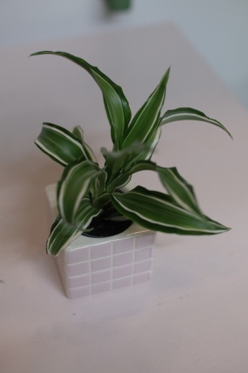 Dracaena Fragrans White Jewel - Img 2