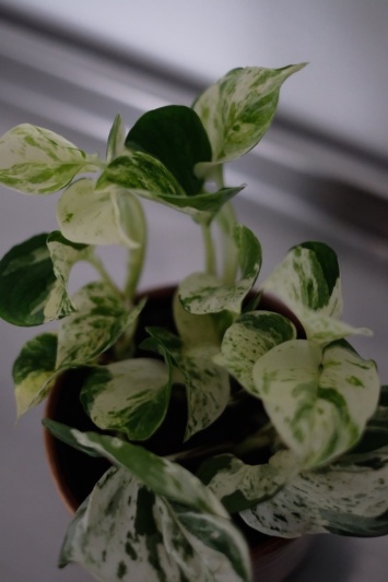 Epipremnum Happy Leaf (Pothos Manjula) - Img 2