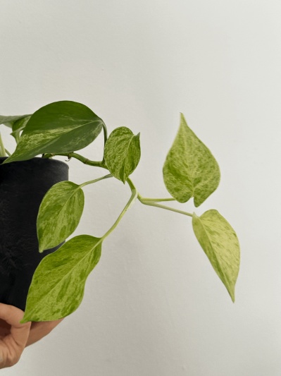 Epipremnum Marble Queen - Img 5