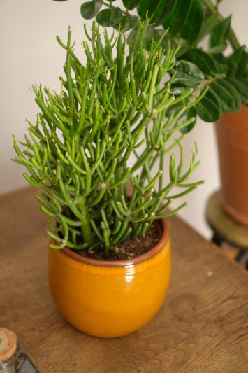 Euphorbia Tirucalli - Img 4
