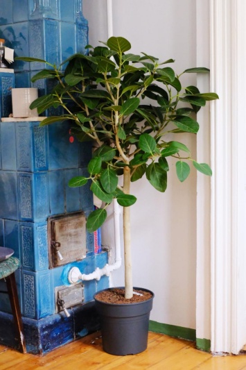 Ficus benghalensis Audrey - Img 2