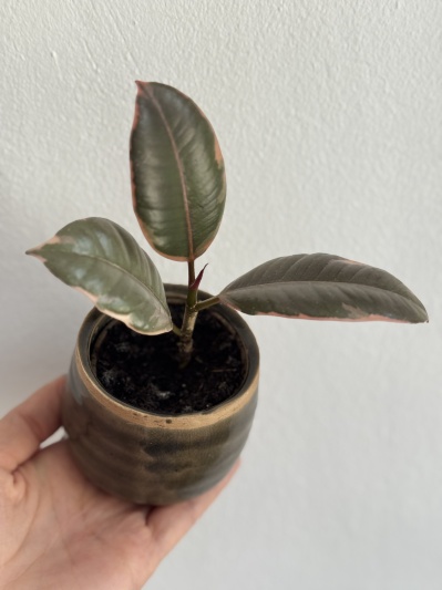 Ficus elastica Belize (baby) - Img 6