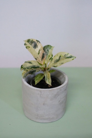Ficus elastica Shivereana (baby) - Img 3