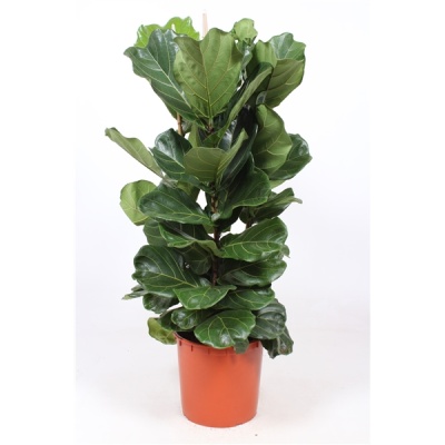 Ficus lyrata - Img 2