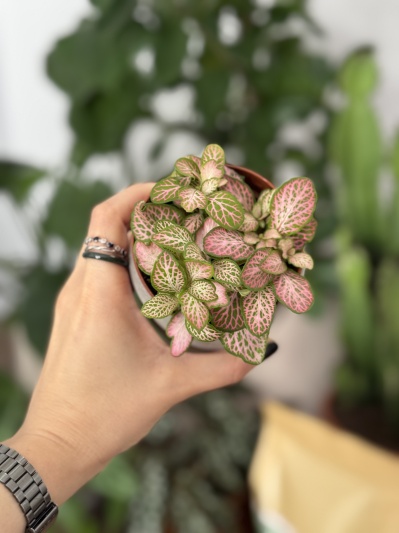 Fittonia Pink Ruby - Img 3