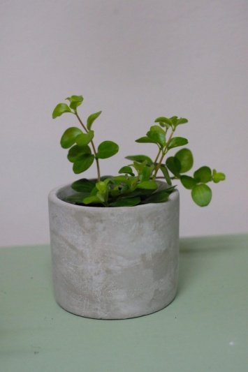 Ghiveci GREY - Img 2