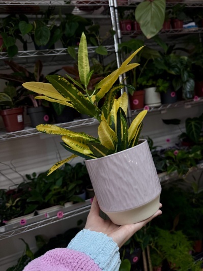 Ghiveci Orchid Blush - Img 4