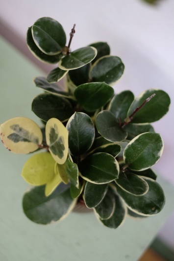 Hoya Australis Blondie - Img 3