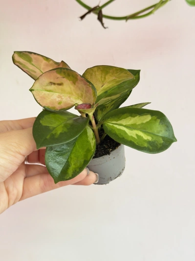 Hoya Australis Lisa (baby) - Img 5