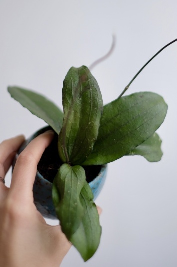 Hoya erythrina - Img 3