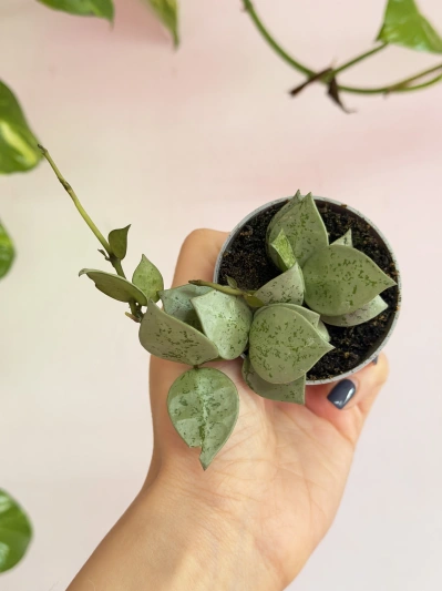 Hoya lacunosa Mint - Img 4