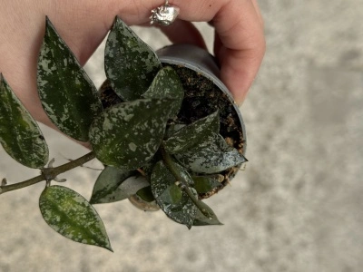 Hoya lacunosa Splash - Img 2