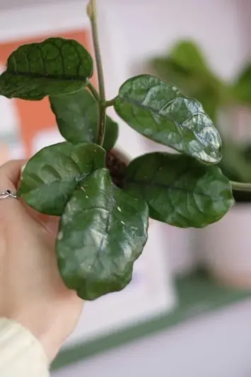 Hoya villosa (globulosa)