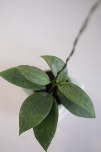 Hoya wibergiae - Img 4