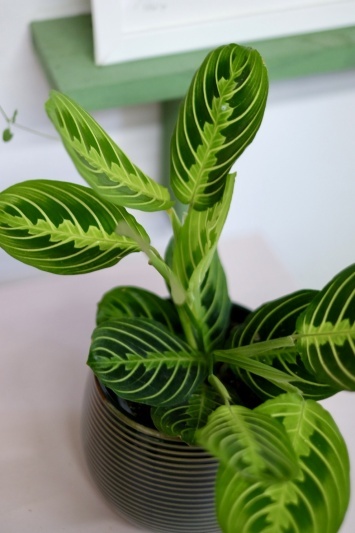 Maranta Lemon Lime - Img 5