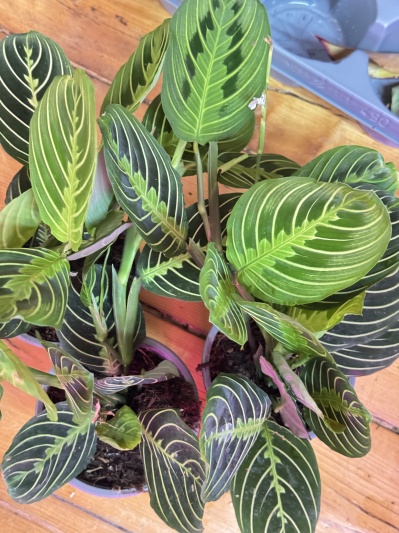 Maranta Lemon Lime - Img 3