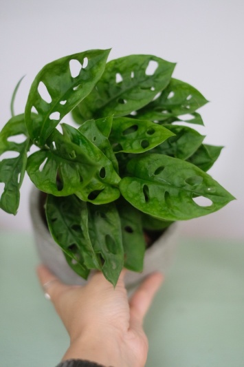 Monstera Adansonii - Img 3