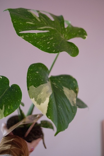 Monstera Thai Constellation - Img 2