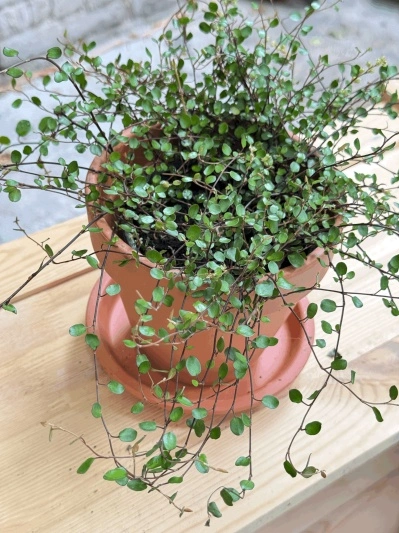 Muehlenbeckia complexa 'Golden Girl'