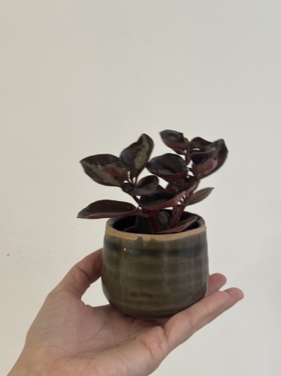 Peperomia Columbiana - Img 4
