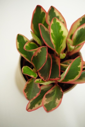 Peperomia Ginny - Img 7