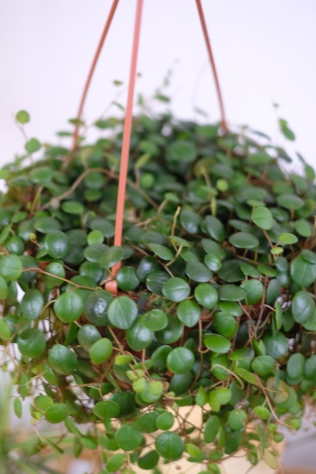 Peperomia Pepperspot - Img 2