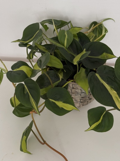 Philodendron Brasil - Img 2