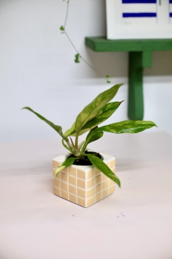 Philodendron Ring of Fire