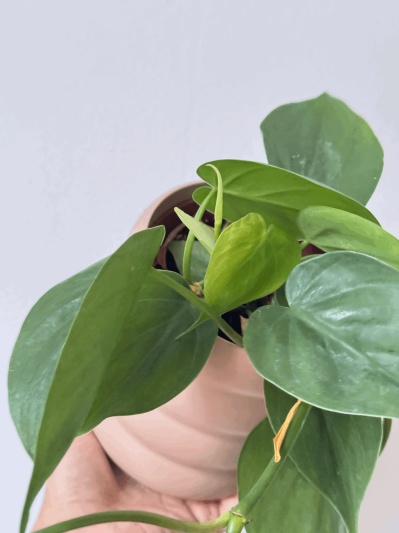 Philodendron Scandens - Img 4
