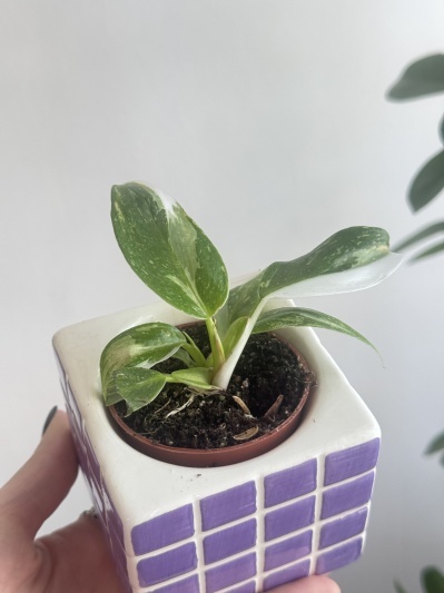 Philodendron White Princess - Img 2