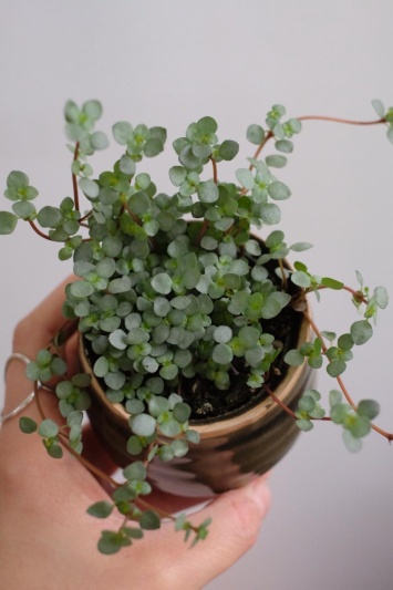 Pilea glaucophylla Greyzy - Img 6