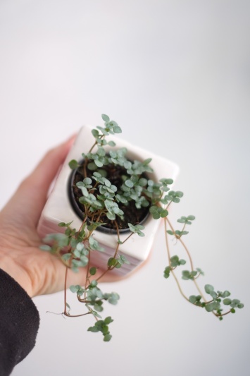 Pilea glaucophylla Greyzy - Img 2