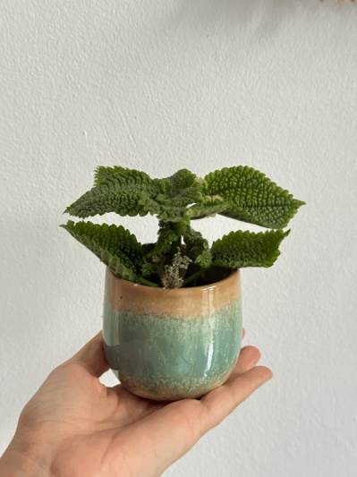 Pilea Moon Valley - Img 5