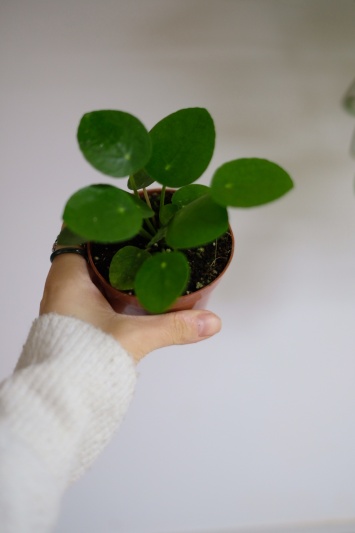 Pilea Peperomioides - baby plant - Img 4