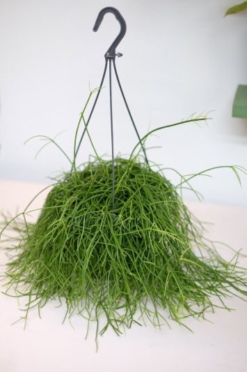 Rhipsalis baccifera Oasis - Img 5